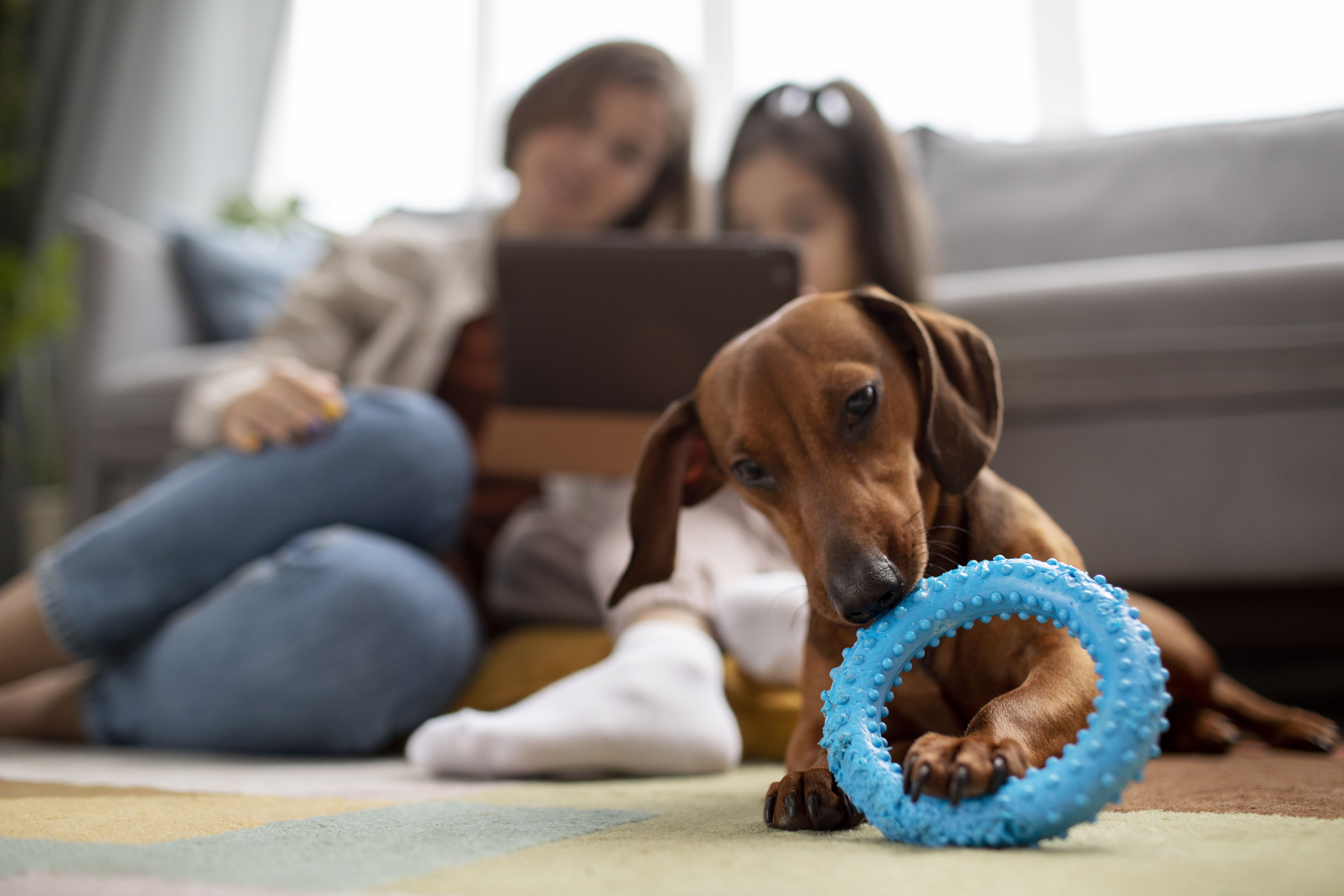 Brinquedos para Cães