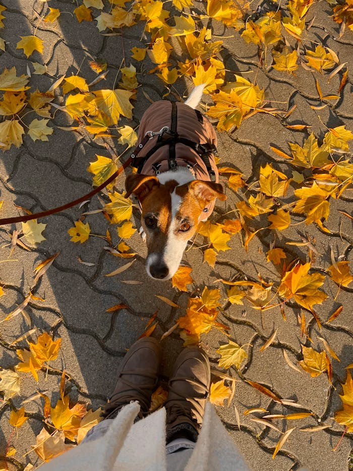 embark