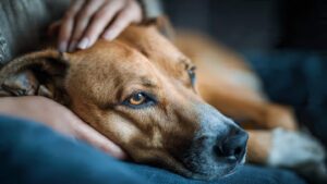 Ansiedade em cães: causas, sinais e como ajudar o seu melhor amigo