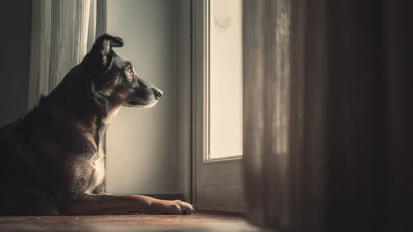 cachorro late muito quando fica sozinho
