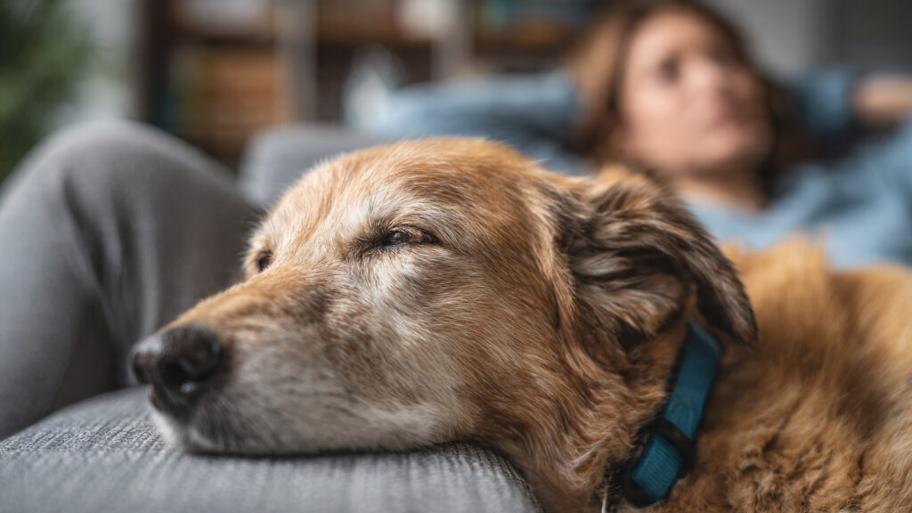coleira de feromônio